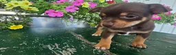 Chihuahua dogs for sale: Tippy - Ad 3