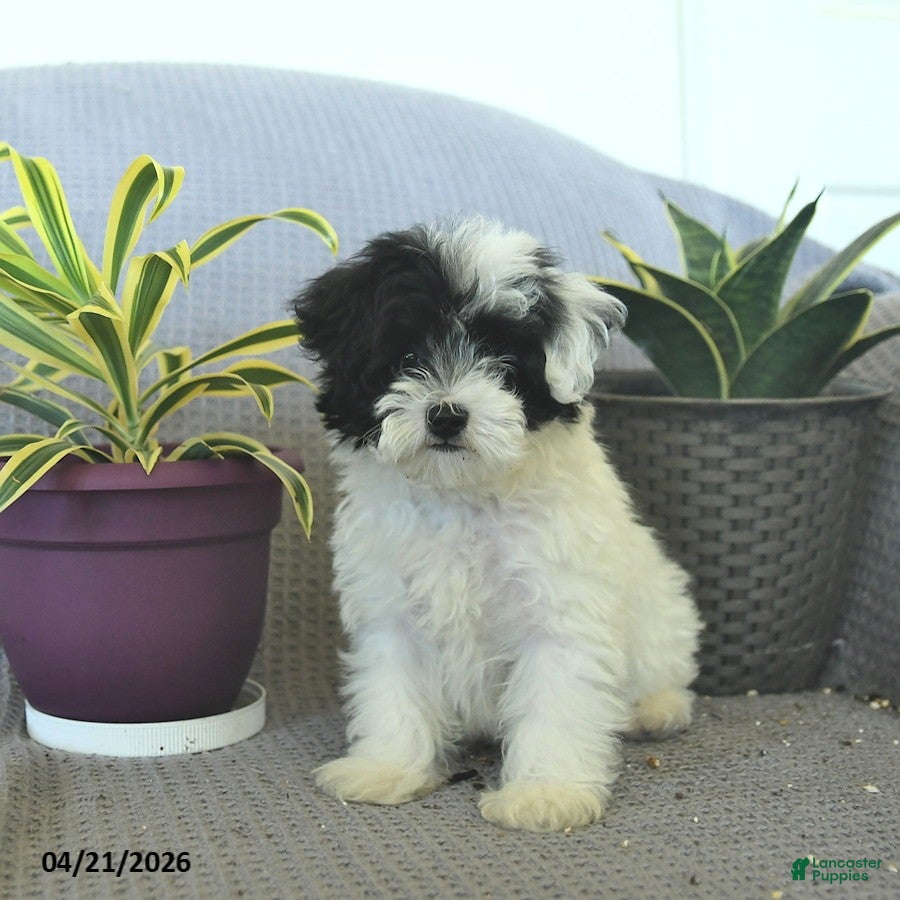 Maltipoo dogs Snickers  - Ad 2