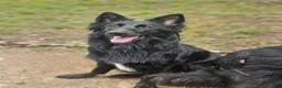 German Shepherd dogs for sale: German Shepherd 1 - Ad 2