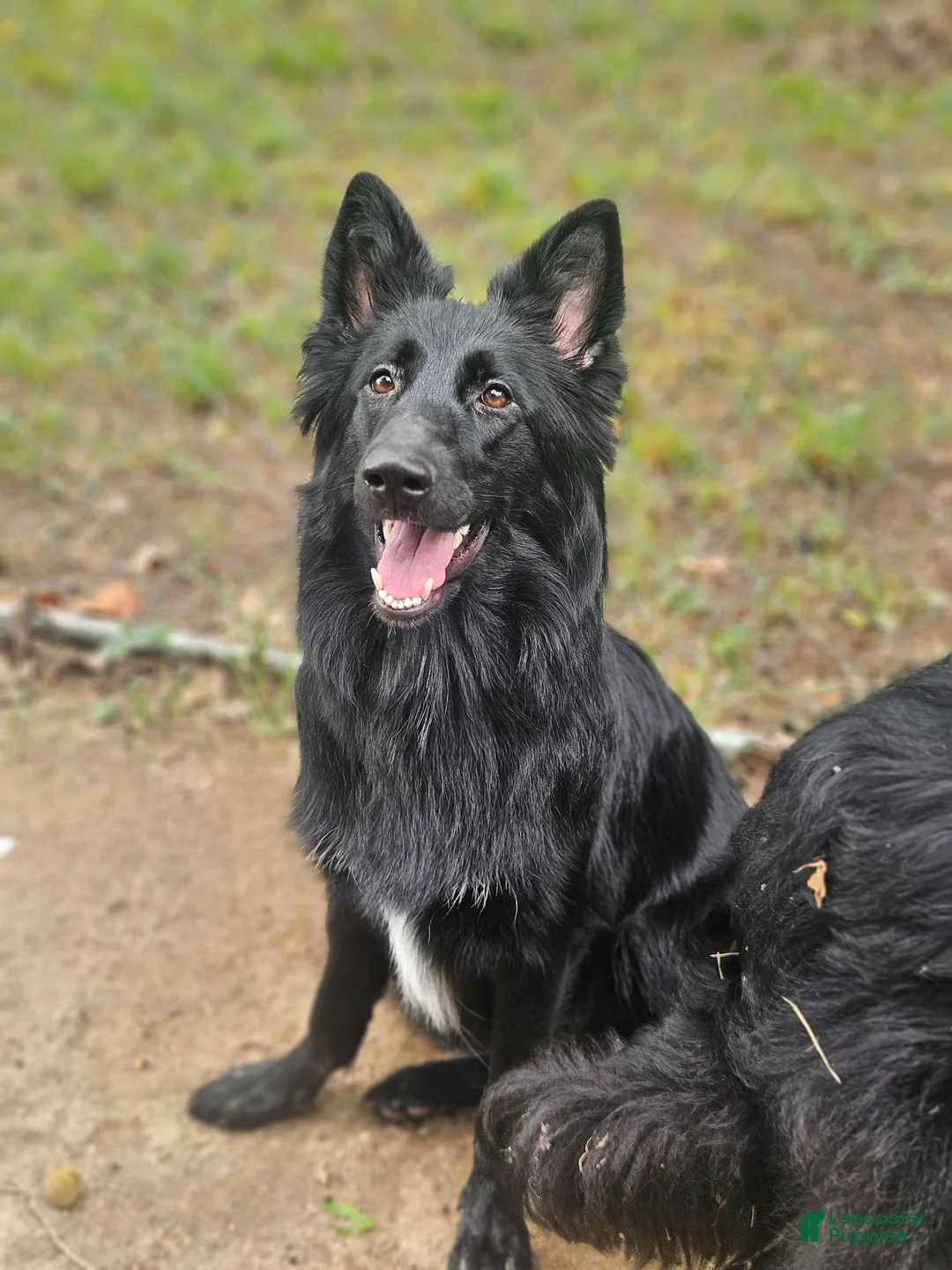 German Shepherd dogs for sale: German Shepherd 1 - Ad 2