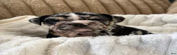 English Bulldog dogs for sale: Snoopy  - Ad 1