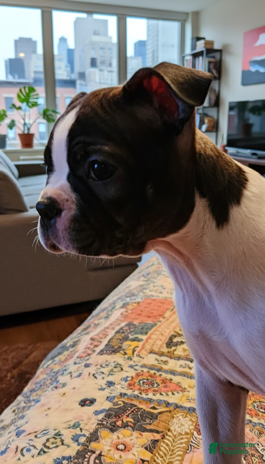 Boston Terrier dogs for sale: Jezza Belle  - Ad 2