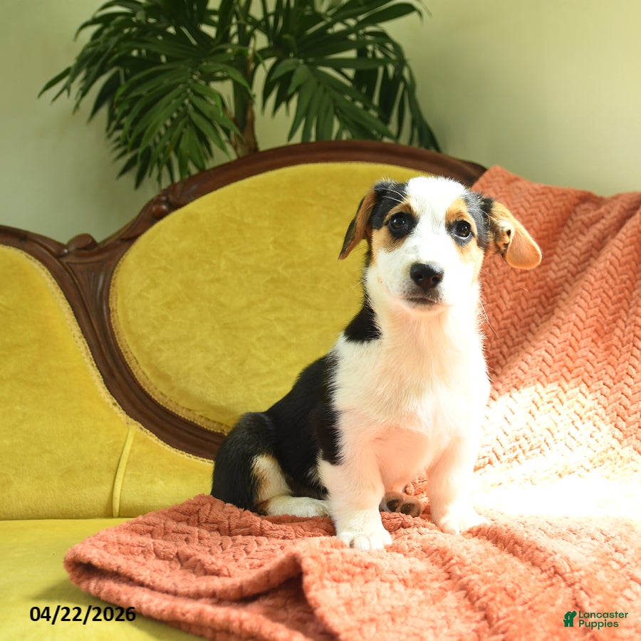 Welsh Corgi Pembroke dogs Tiffany - Ad 2