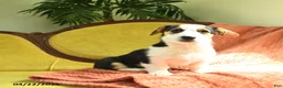 Welsh Corgi Pembroke dogs for sale: Tiffany - Ad 7