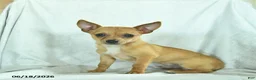 Chihuahua dogs for sale: Rusty - Ad 4