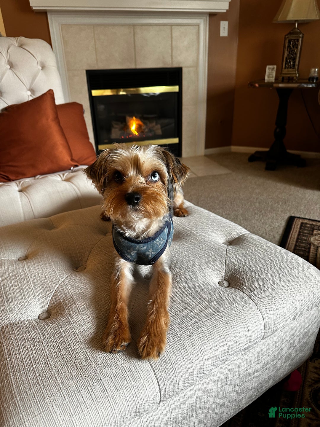 Yorkshire Terrier dogs for stud: KREED - Ad 5