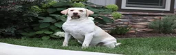 Labrador Retriever dogs for sale: Peggy - Ad 5