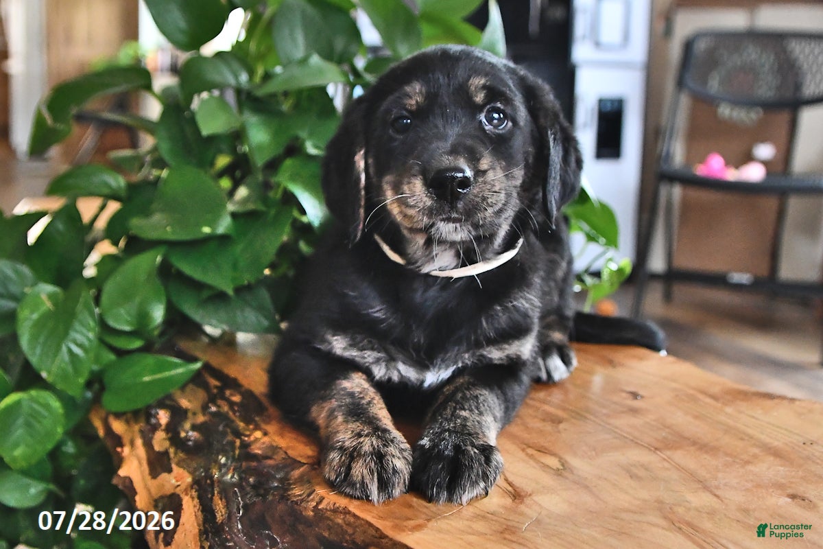 Mixed Breed dogs Tillie - Ad 2