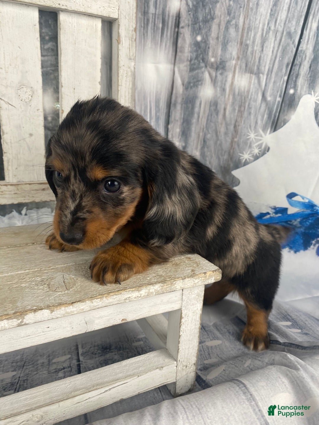 Miniature Dachshund dogs for sale: Donna - Ad 4