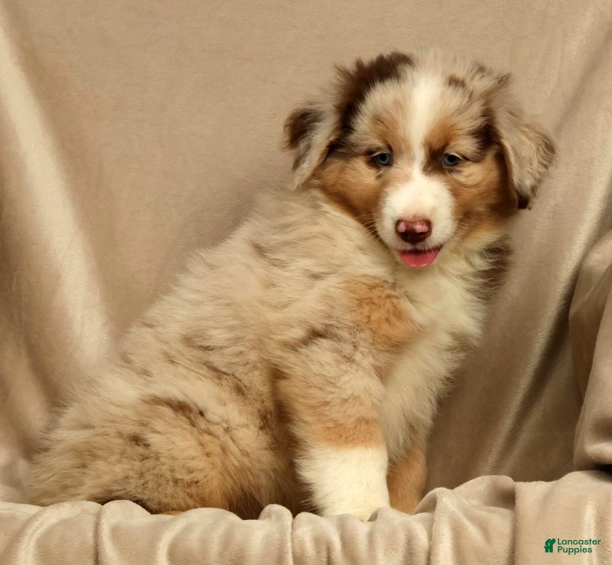 Miniature Australian Shepherd dogs Riley - Ad 2