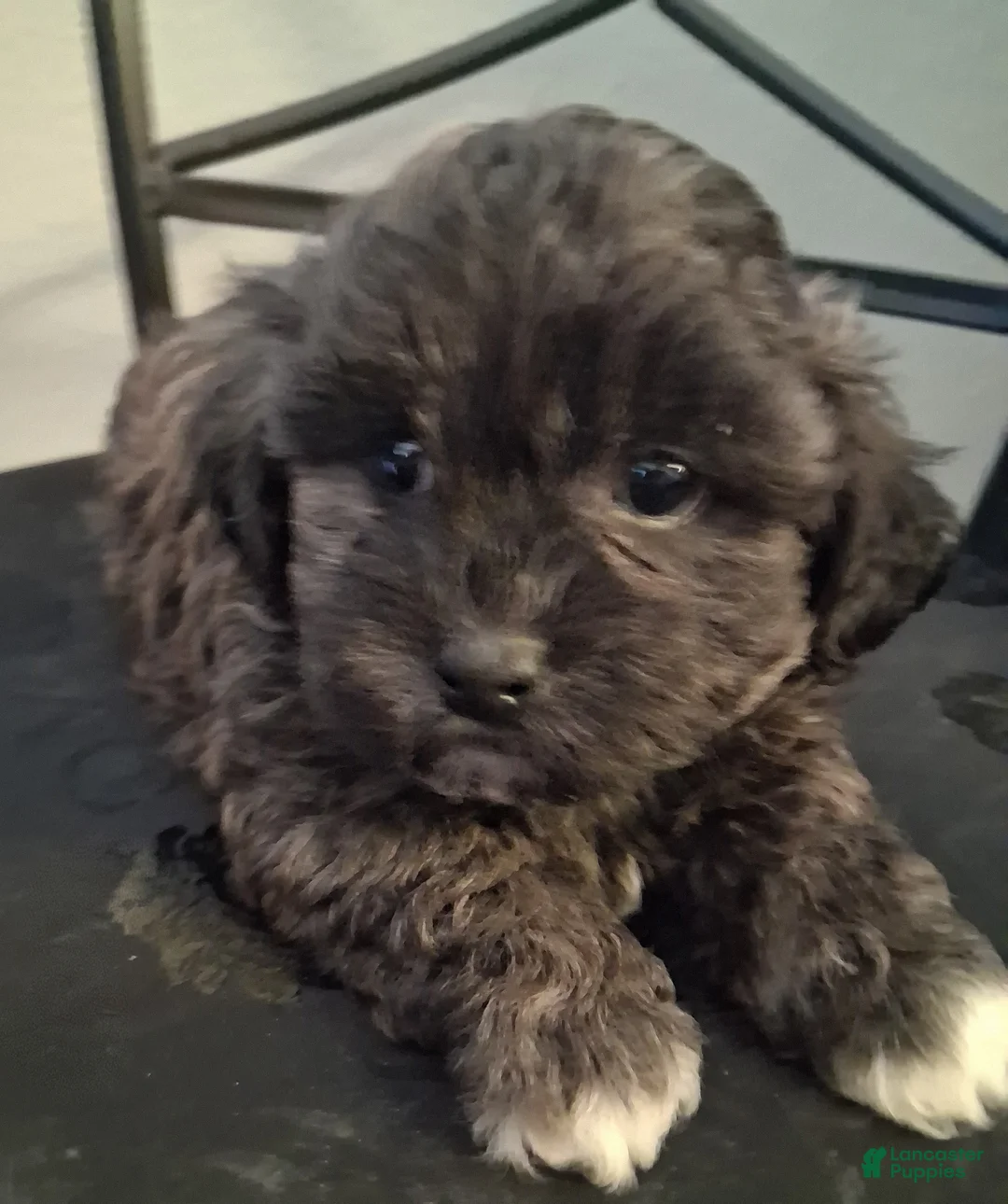 Shihpoo dogs for sale: Aaron - Ad 2