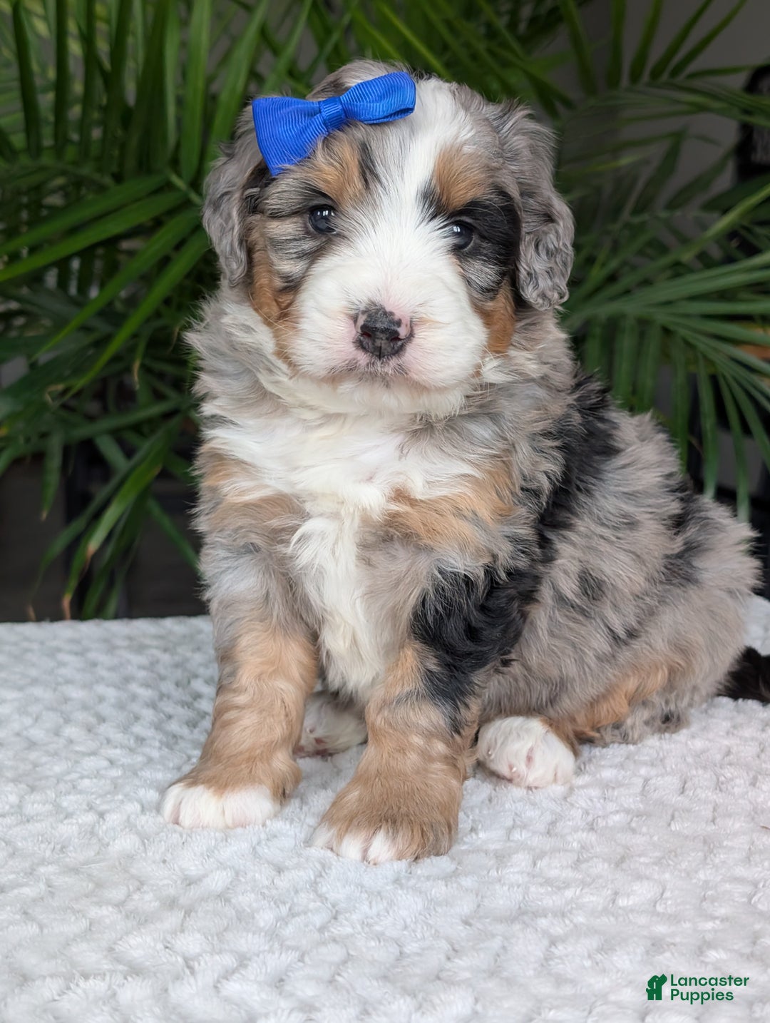 Mini Bernedoodle dogs for sale: Mini Louie  - Ad 11