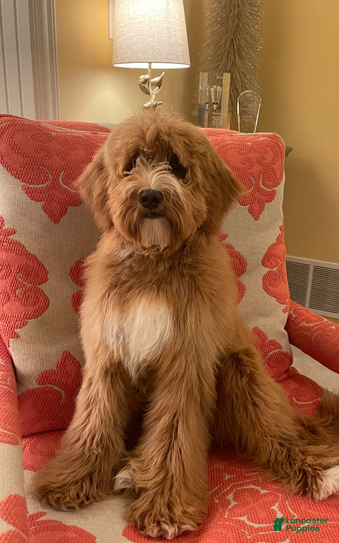 Gallery Image {{count}}