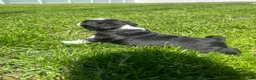 Pug dogs for sale: Nicky - Ad 11