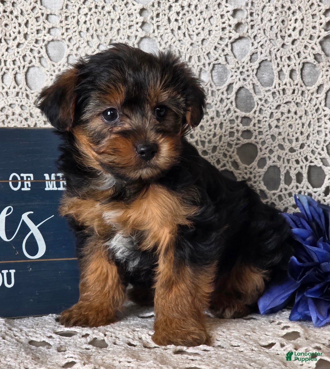 Yorkiepoo dogs for sale: Elvis - Ad 2