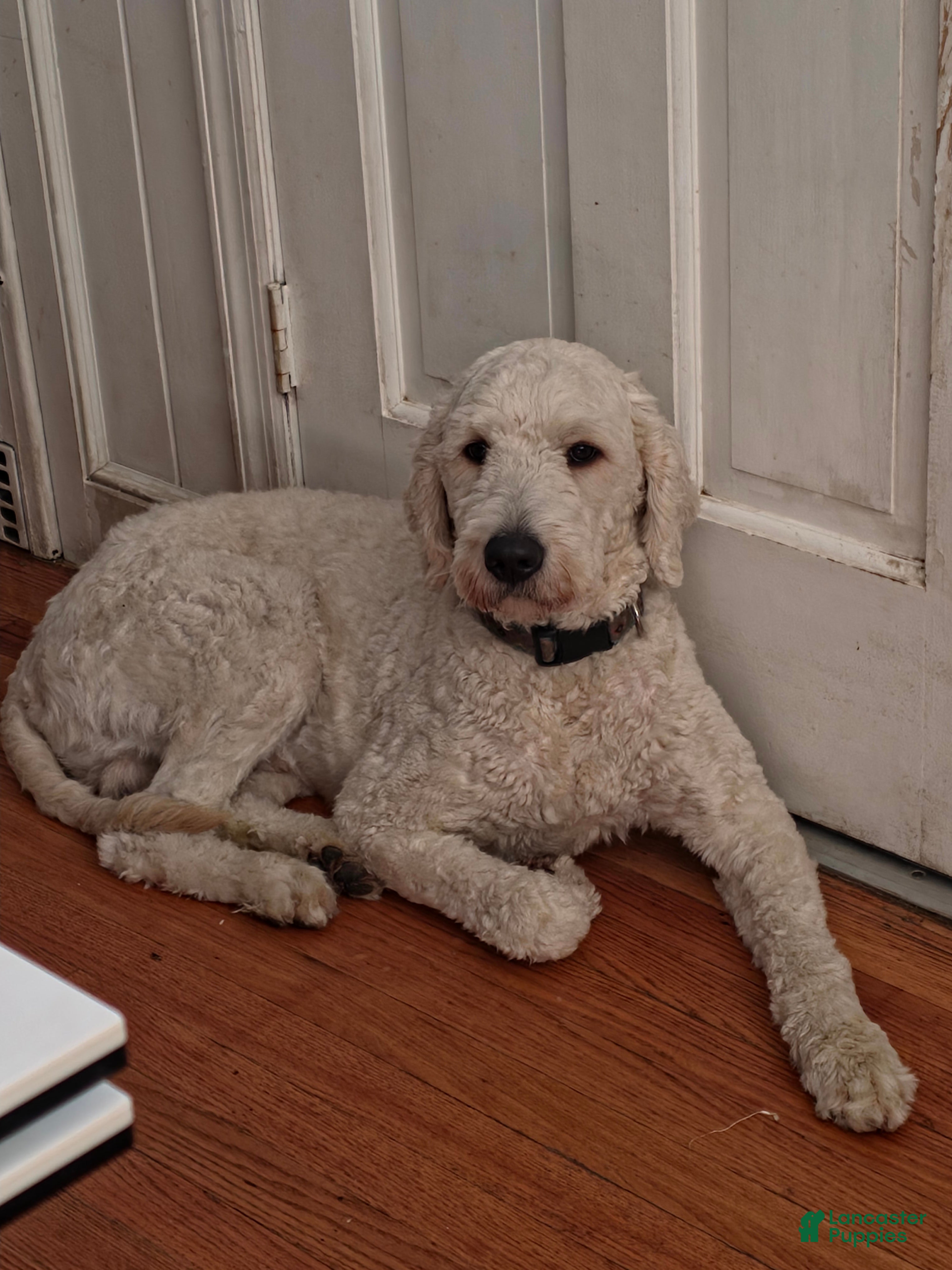 Goldendoodle dogs Goldendoodle 1 junior  - Ad 2