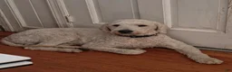 Goldendoodle dogs for sale: Goldendoodle 1 junior  - Ad 2