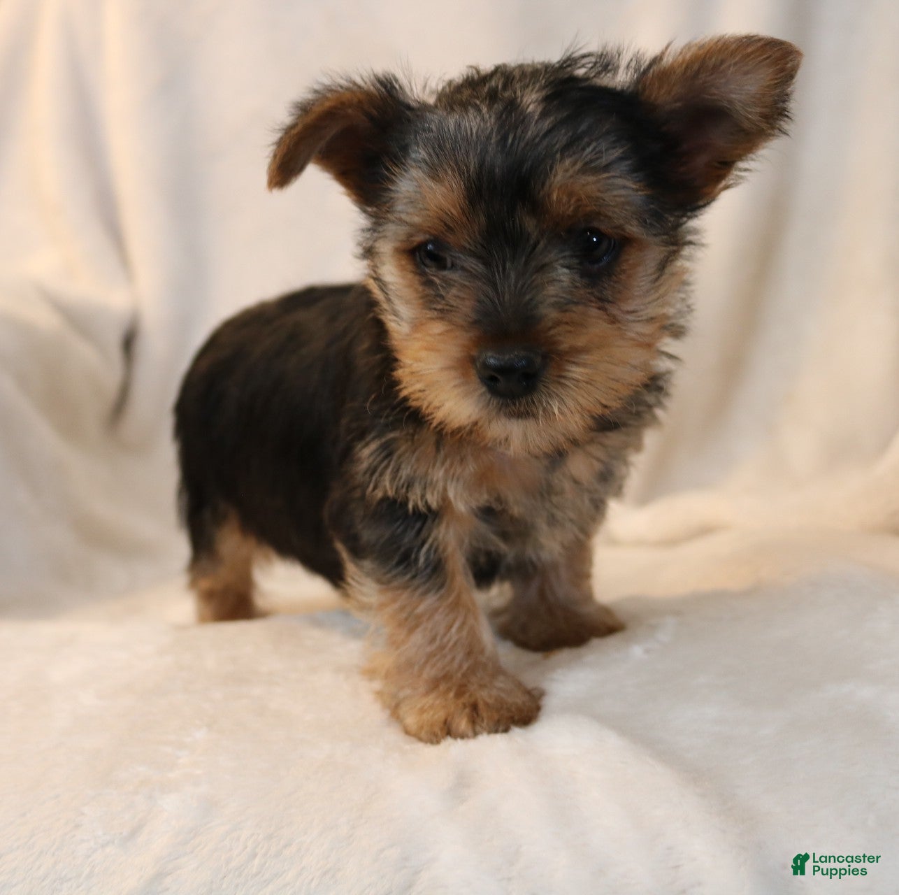 Yorkshire Terrier dogs Polly - Ad 2