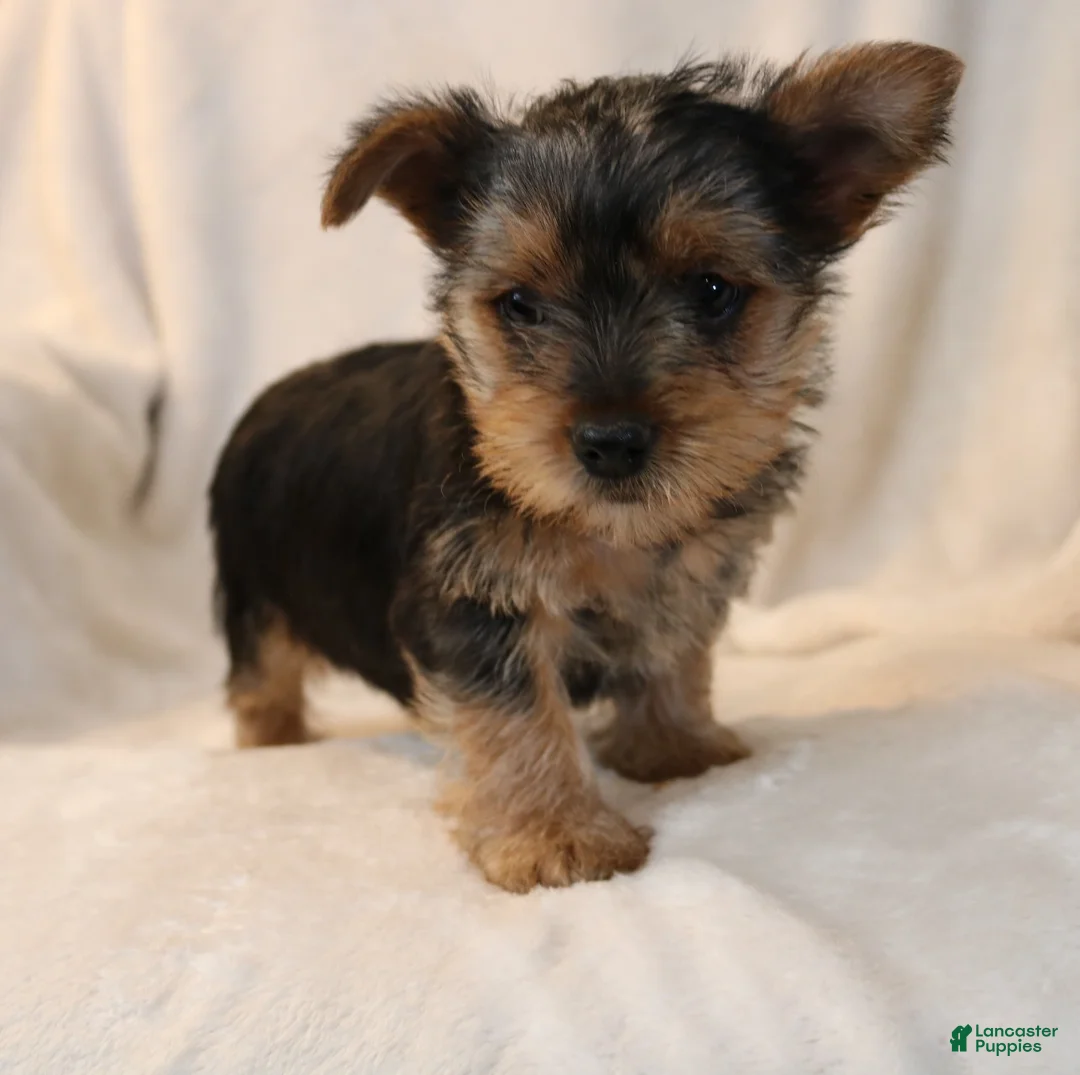 Yorkshire Terrier dogs for sale: Polly - Ad 2