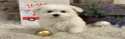 Bichon Frise dogs for sale: Estevan - Ad 4
