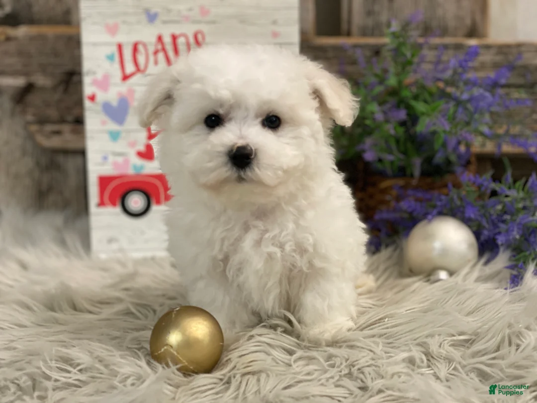 Bichon Frise dogs for sale: Estevan - Ad 4