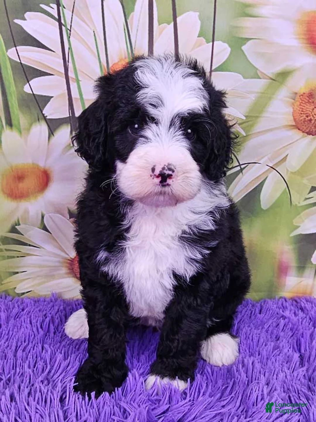 Mini Sheepadoodle dogs for sale: Whitney - Ad 1