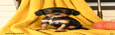 Pip 