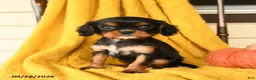 Cavalier King Charles Spaniel dogs for sale: Pip  - Ad 1