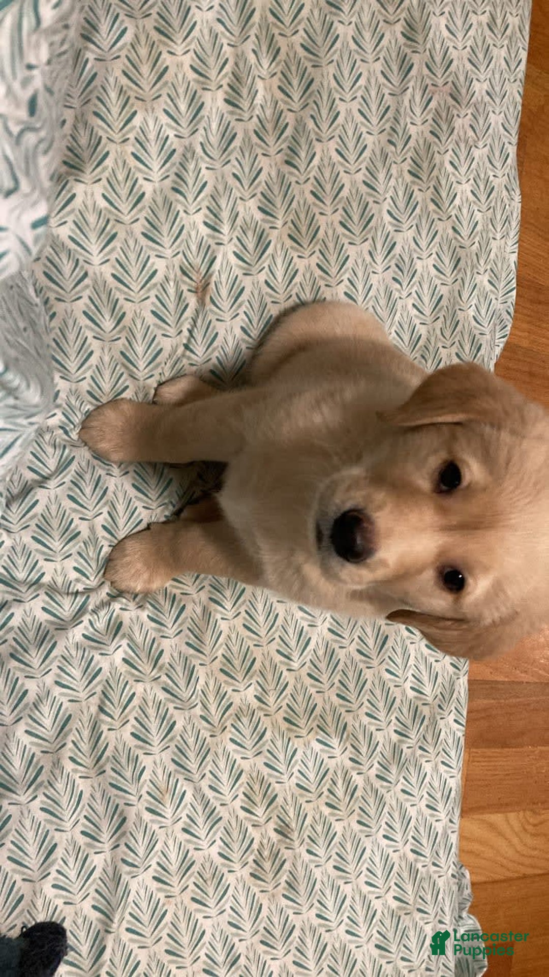 Gallery Image {{count}}