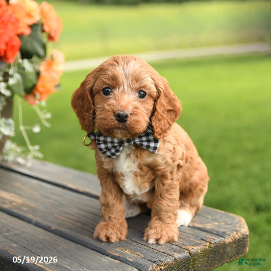 Cockapoo dogs Deb  - Ad 2
