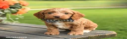 Cockapoo dogs for sale: Deb  - Ad 2