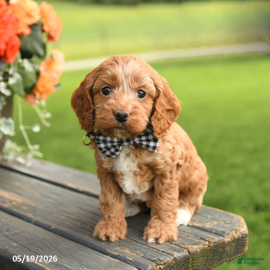 Cockapoo dogs for sale: Deb  - Ad 2