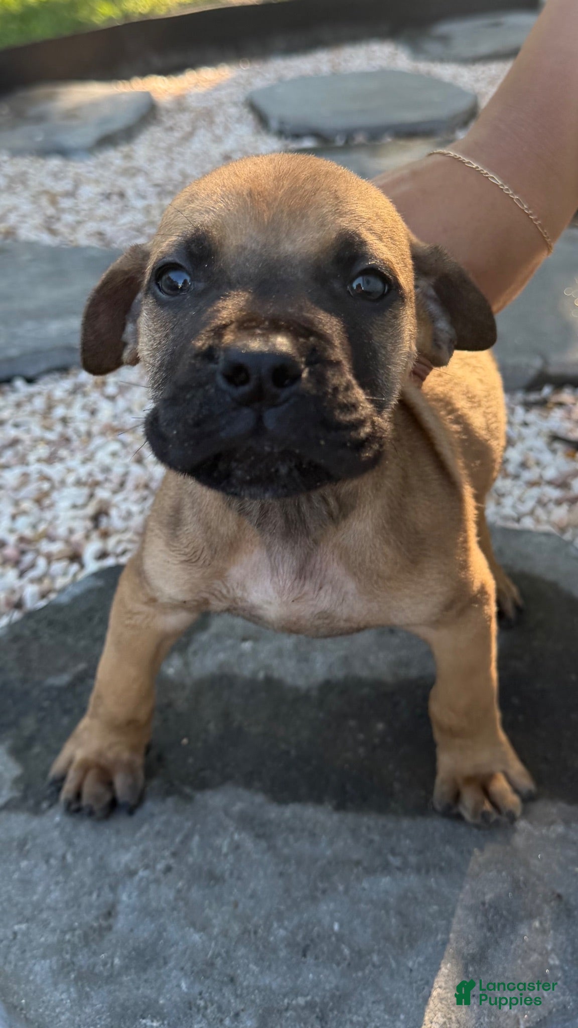 South African Boerboels dogs Bowser - Ad 11