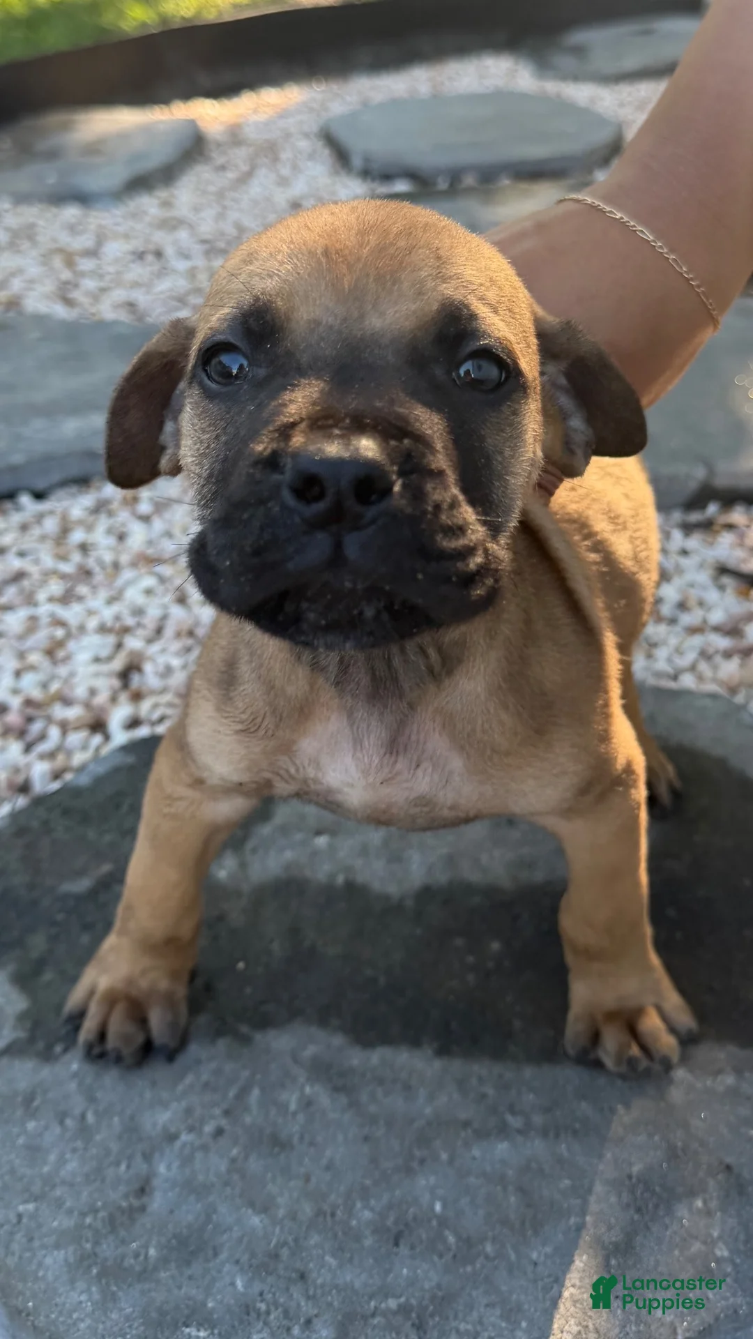 South African Boerboels dogs for sale: Bowser - Ad 1