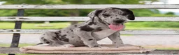 Great Dane dogs for sale: Griffin - Ad 3