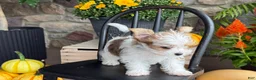 Yorkshire Terrier dogs for sale: Timmy - Ad 3
