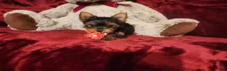 Yorkshire Terrier dogs for sale: POPPY - Ad 3