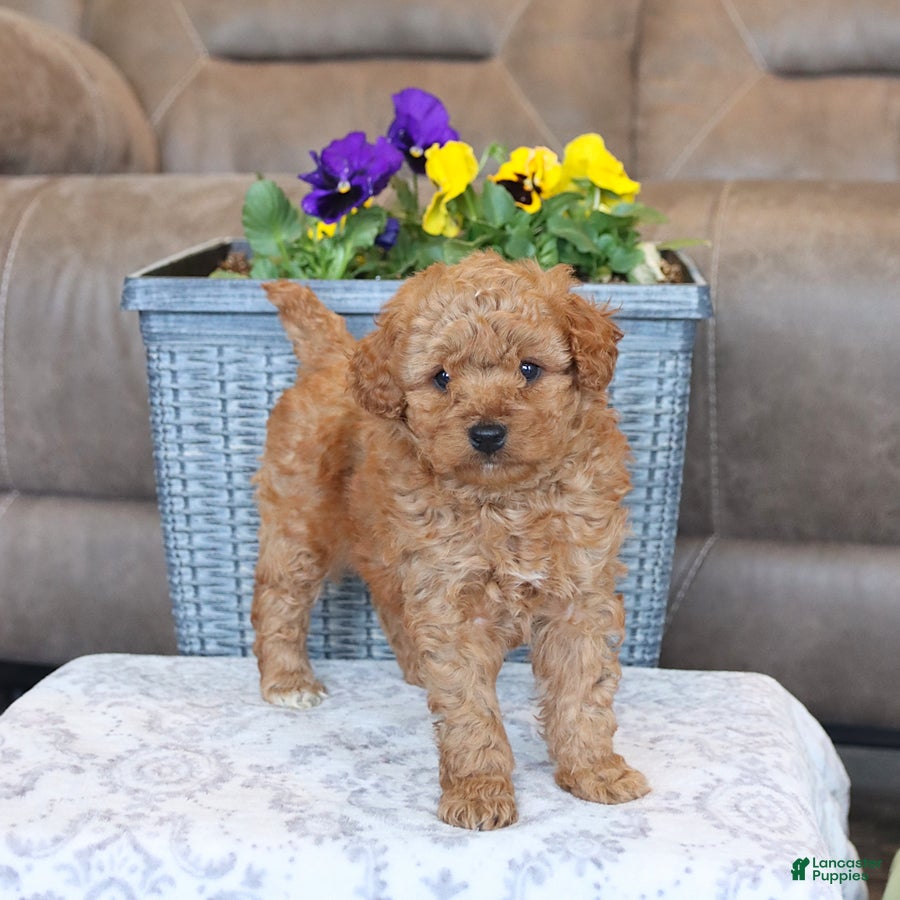 Mini Aussiedoodle dogs Tessa  - Ad 1