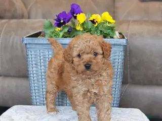 Mini Aussiedoodle dogs for sale: Tessa - Ad 2