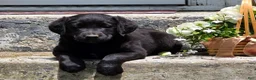 Labradoodle dogs for sale: Inky - Ad 5