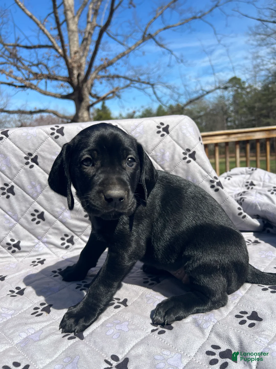 Mixed Breed dogs for sale: Mixed Breed Puppy 3 - Ad 6