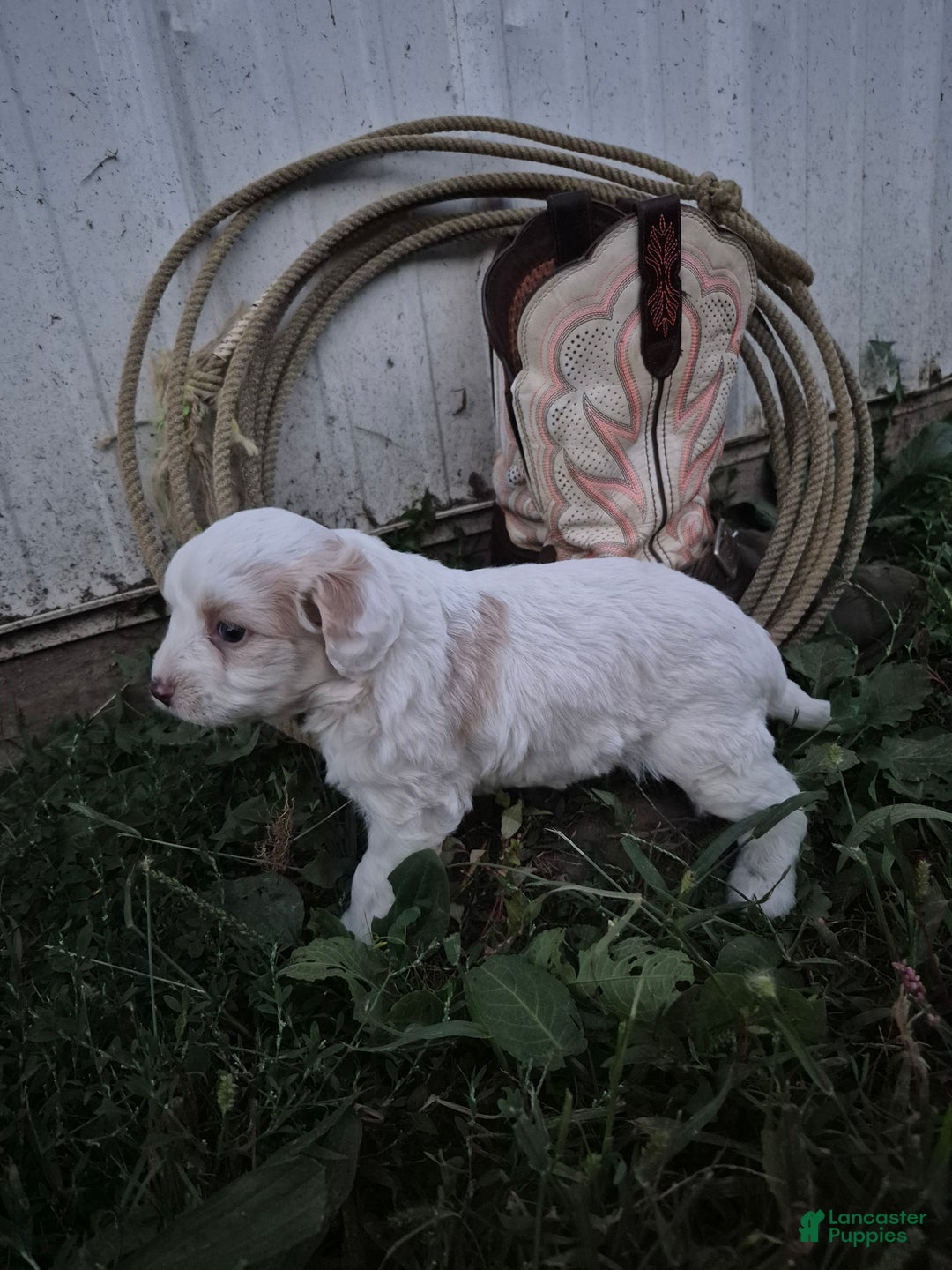 Mini Aussiedoodle dogs for sale: Amy - Ad 6