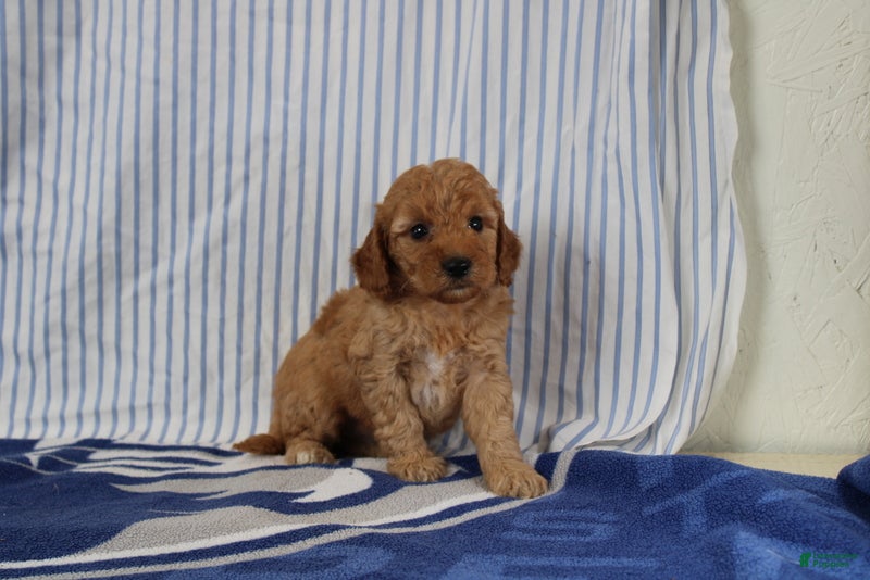 Mini Goldendoodle dogs Maui - Ad 2