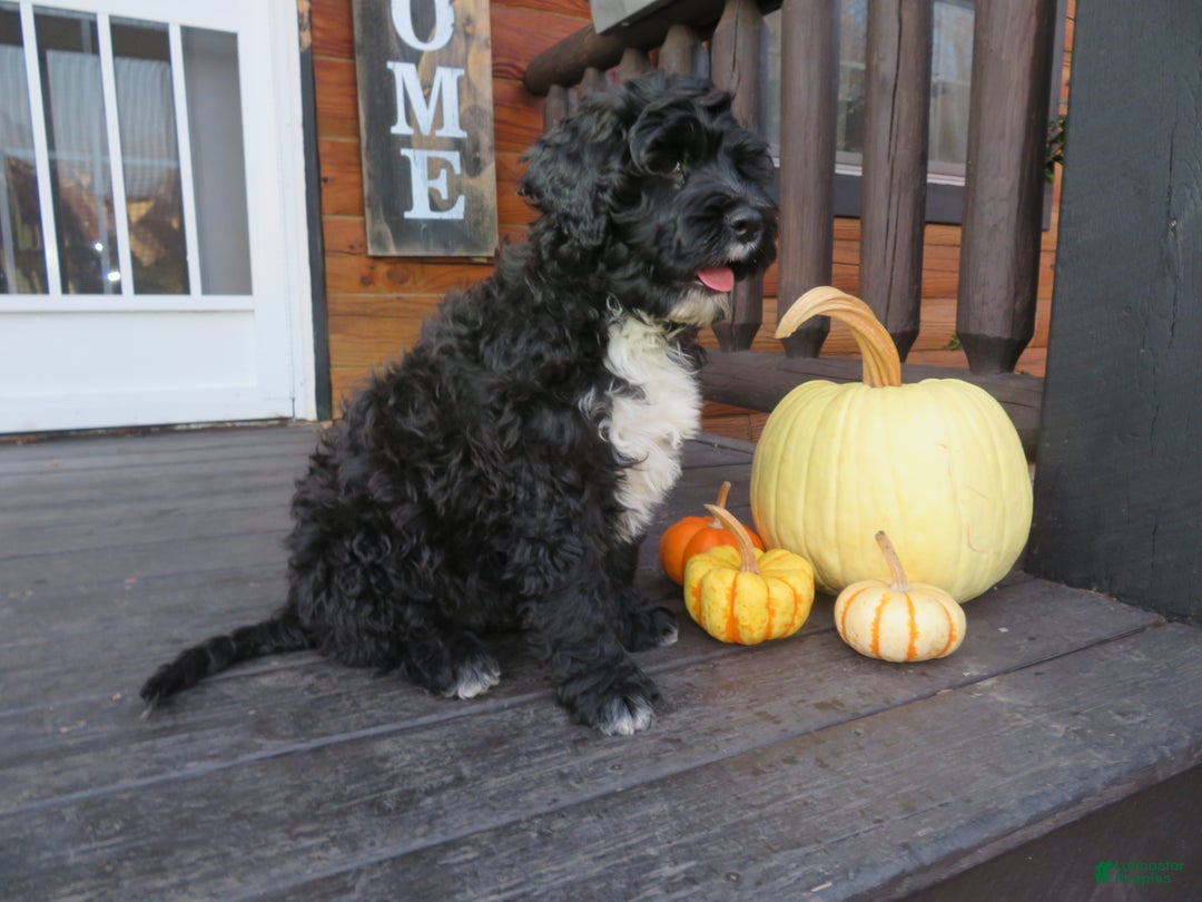 Portuguese Water Dog dogs for sale: Cody - Ad 12