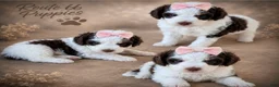 Bernedoodle dogs for sale: Jersey - Ad 2