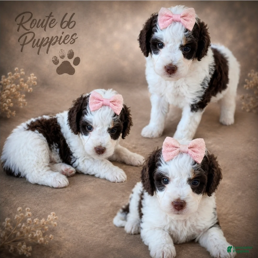 Bernedoodle dogs for sale: Jersey - Ad 2