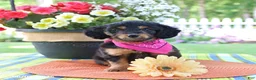Doxiepoo dogs for sale: Isabelle - Ad 4