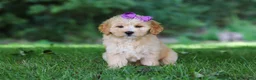Mini Goldendoodle dogs for sale: Sequoia - Ad 3