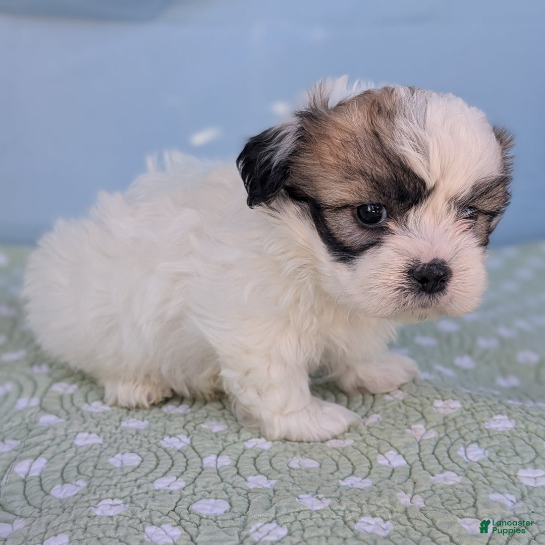 Teddy Bear dogs for sale: Cotton Ball - Ad 4