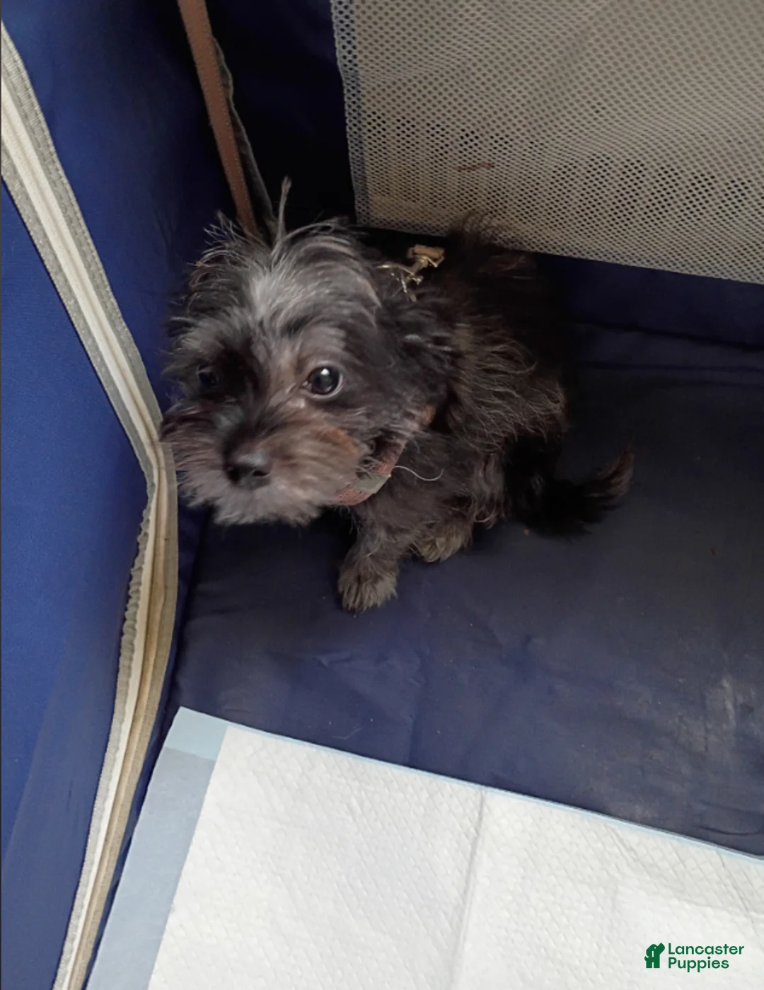 Shihpoo dogs for sale: Shihpoo 1 - Ad 4